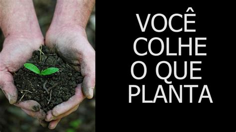 Você Colhe O Que Planta