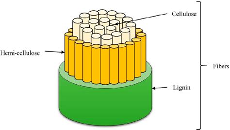 Basic Architecture Of Plant Fiber Download Scientific Diagram