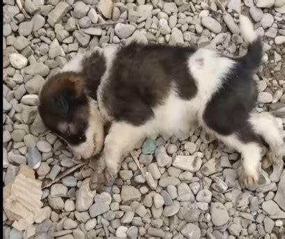 She was dumped over the fence, can not sit up and crying all time in ...