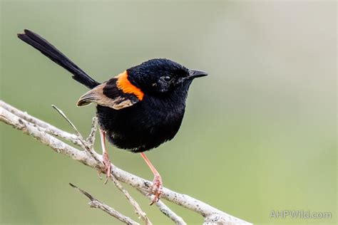 Red Backed Fairy Wren AHP Wild