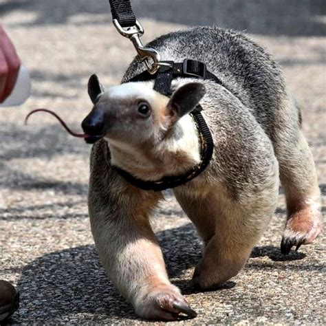 Тамандуа | Пикабу