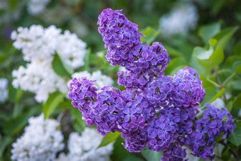 Сирень махровая: сорта и фото белой, голубой, розовой, сиреневой ...