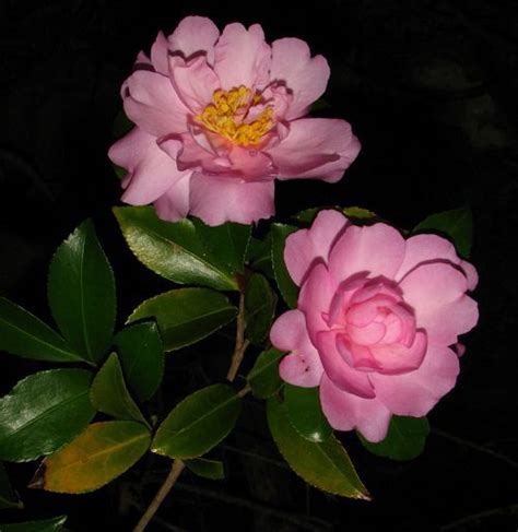 Camellia sasanqua (5 seeds) – Lifestyle Seeds