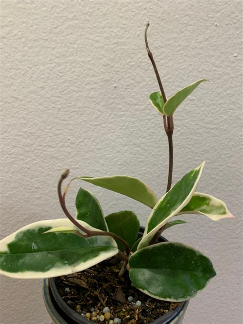 Hoya Carnosa Krimson Queen Variegated Tricolor Wax Starter Etsy