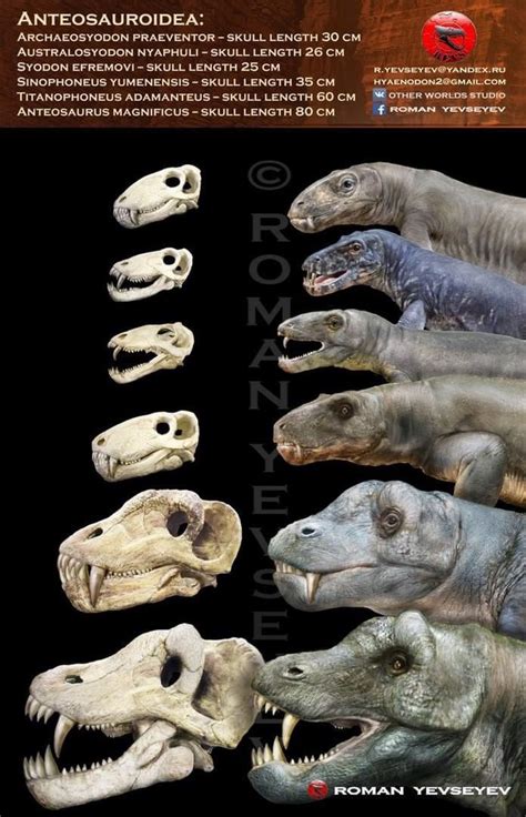 Heads Of The Anteosauroids By Roman Yevseyev Rnaturewasmetal