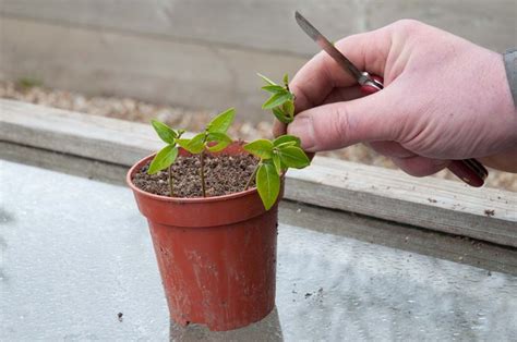 Talea Giardino Come Riprodurre Piante Per Talea