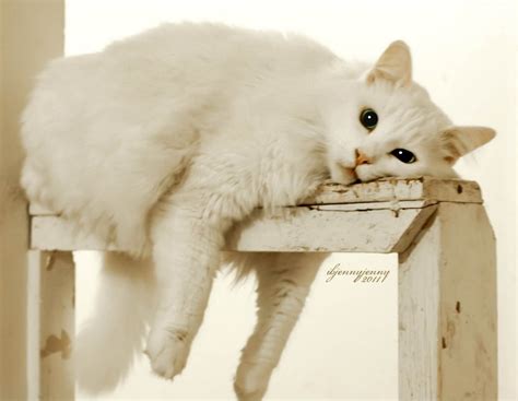 Bored Ibjennyjenny Photography And Free Resources