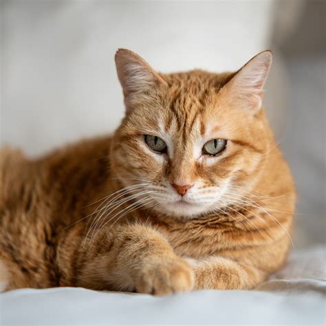 20 surprising cat facts you’ve never heard before