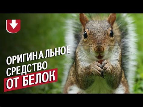 Самое оригинальное средство от белок - YouTube