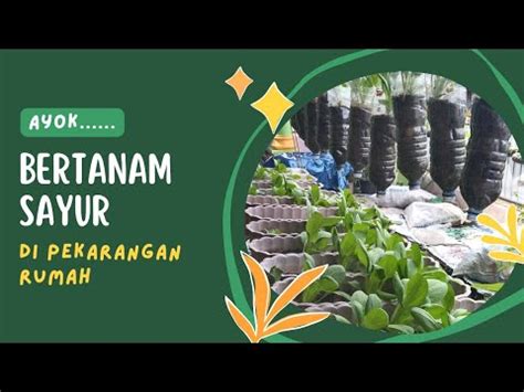 Yok Bertanam Sayur Di Pekarangan Rumah YouTube