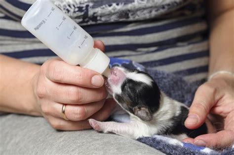 Cuándo abren los ojos los perros recién nacidos descúbrelo aquí