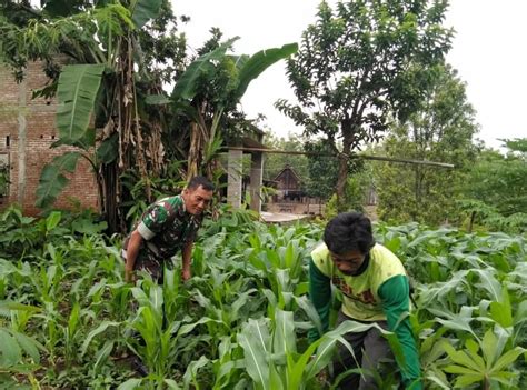 Babinsa Kuwiran Dampingi Petani Tinjau Perkembangan Tanaman Jagung