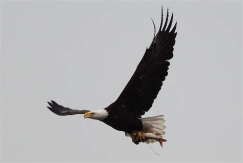 10 Amazing Predatory Birds In Action Hubpages
