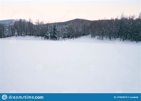 Floresta Do Inverno As Rvores De Faia Cobertas A Neve Branca