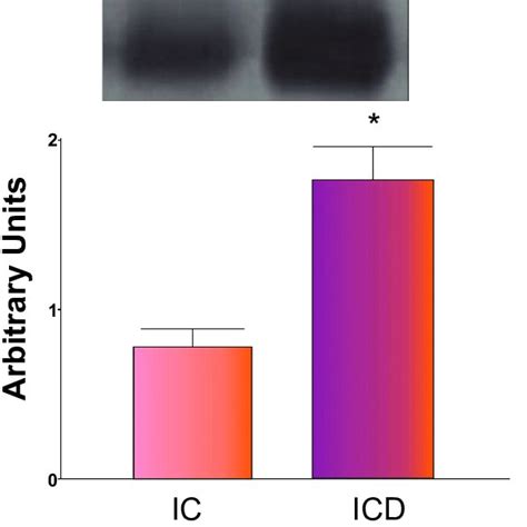 Representative Western Blot Analyses And Determination Of Tnf α Protein