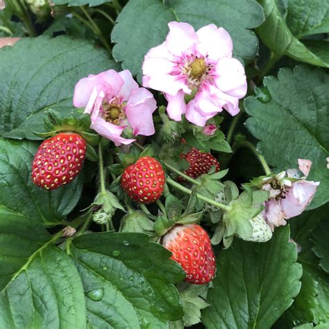 berried treasure pink fragaria