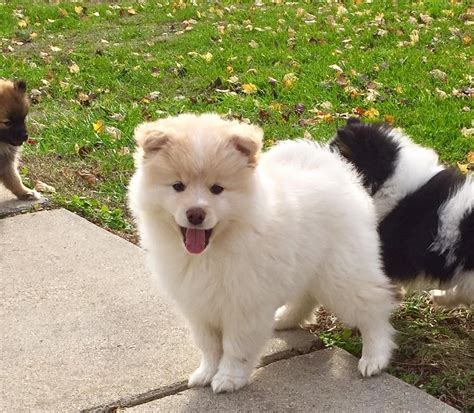 Pomsky Puppies For Sale | Charlotte, NC #253829 | Petzlover