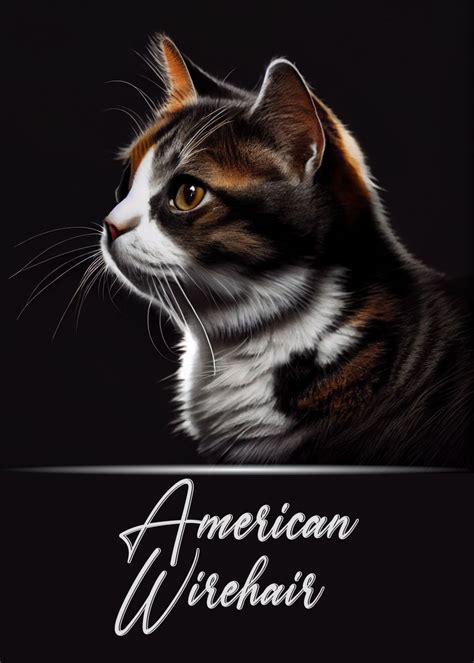 American Wirehair Portrait Poster Picture Metal Print Paint By