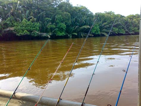 Cara Memancing Udang Galah Myrodreel