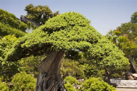 The Ultimate Guide How Long Can Bonsai Trees Survive Without Water