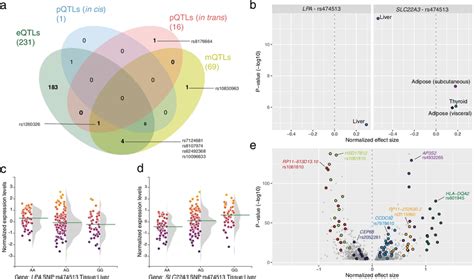 Tissue Shared EQTLs For Diabetes Associated SNPs A Overlap Between