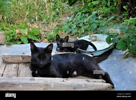 black cat with baby is sleeping Stock Photo - Alamy