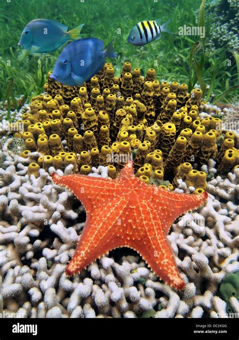 Colorful Under Water Marine Life With A Starfish Over Coral And Tube