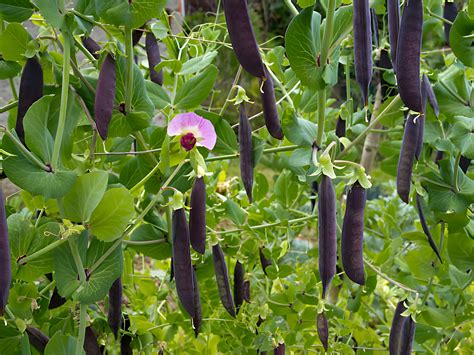 How To Plant Purple Hull Peas Flower Garden Pictures