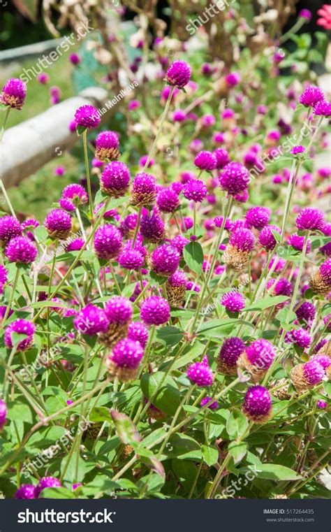 Flowers Plants Philippines Stock Photo Shutterstock