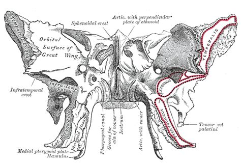 25 Days Of Skeletal Facts Day 25 The Sphenoid Grave Thoughts