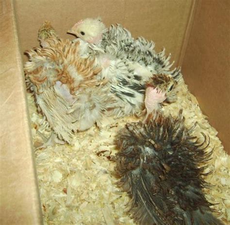 12 Frizzle Turken Naked Neck BackYard Chickens Learn How To