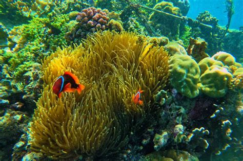 Pamilacan Island Reefs In The Province Of Bohol Fun In The Philippines