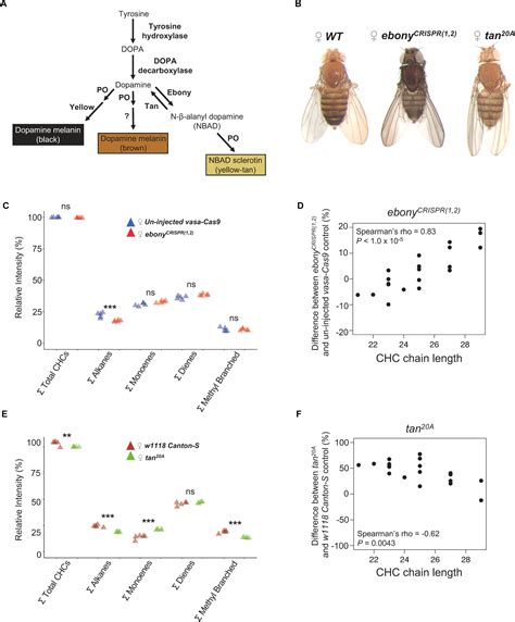 Frontiers Pleiotropic Effects Of Ebony And Tan On Pigmentation And