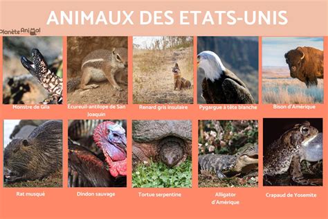 25 Animaux Des Etats Unis