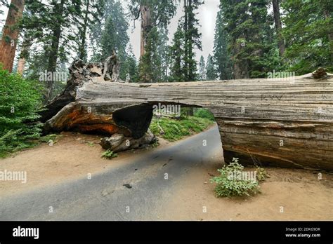 Giant sequoia tree Tunnel Log in Sequoia National Park, California, USA ...