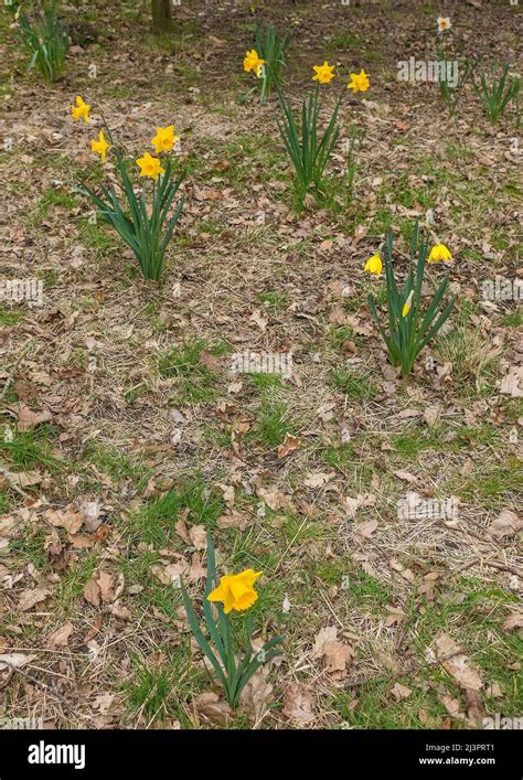 Daffodils In Woodland Stock Photo Alamy