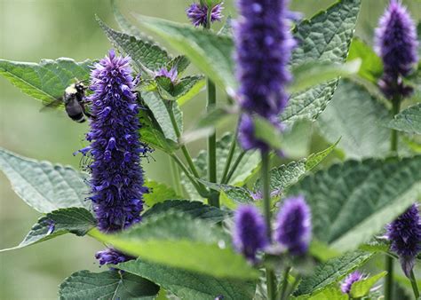 Anise Hyssop Seeds Heirloom Seeds Canada