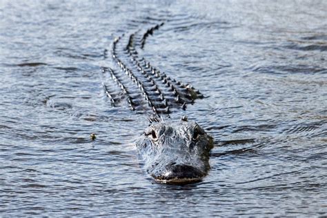 Coccodrillo depone le uova senza fecondazione è il primo caso al mondo