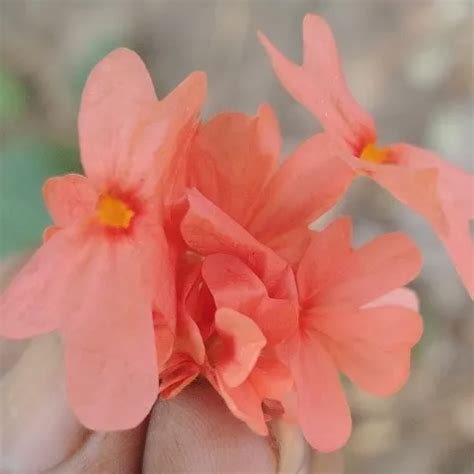 Tamil Aunty Stripping Nude And Fingering Herself XHamster