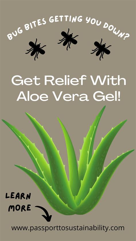 Aloe Vera for Bug Bites | Aloe vera skin care, Aloe, Aloe vera