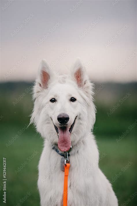 Cute White Swiss Shepherd Dog outdoor portrait Stock Photo | Adobe Stock