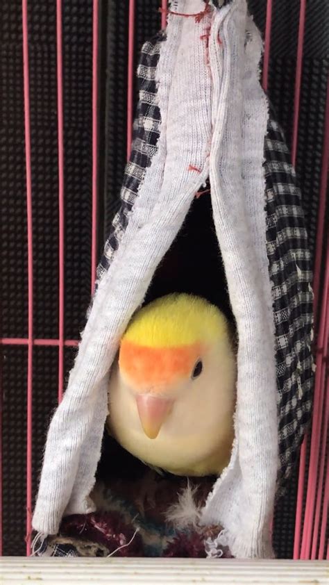 bird    bird house  stock video footage royalty