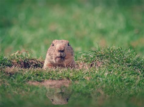 Groundhog Day 2023: General Beauregard Lee Predicts Early Spring In GA ...