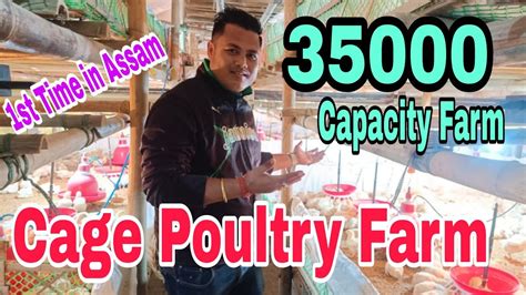 Poultry Farming St Time In Assam Ii Premium Chick Feeds Pvt Ltd