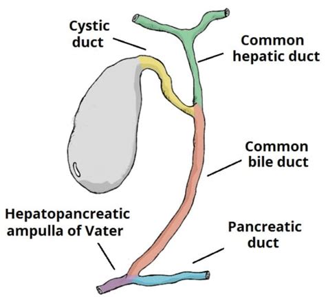 Biliary Colic And Cholecystitis Teachmesurgery