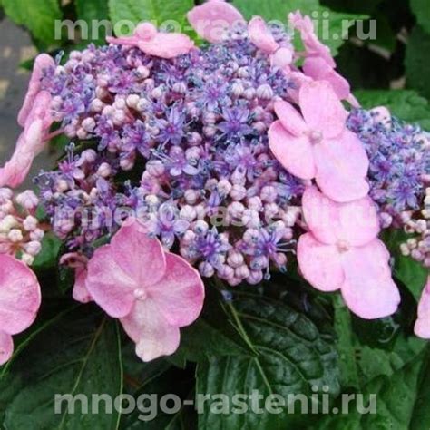Саженцы Гортензия крупнолистная Мессалина купить по цене 3450 руб. в ...