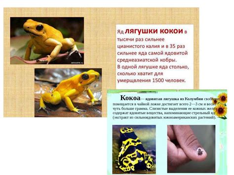 Общая характеристика класса Земноводные - презентация онлайн