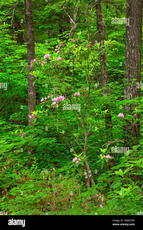 Pacific rhododendron (Rhododendron macrophyllum), Mt Hood National ...