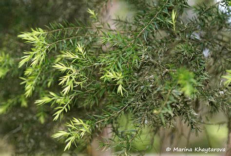 Trees of Tropical Asia - Melaleuca styphelioides