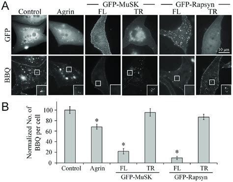 Inhibition Of Crosslinking Induced AChR Endocytosis By Agrin MuSK